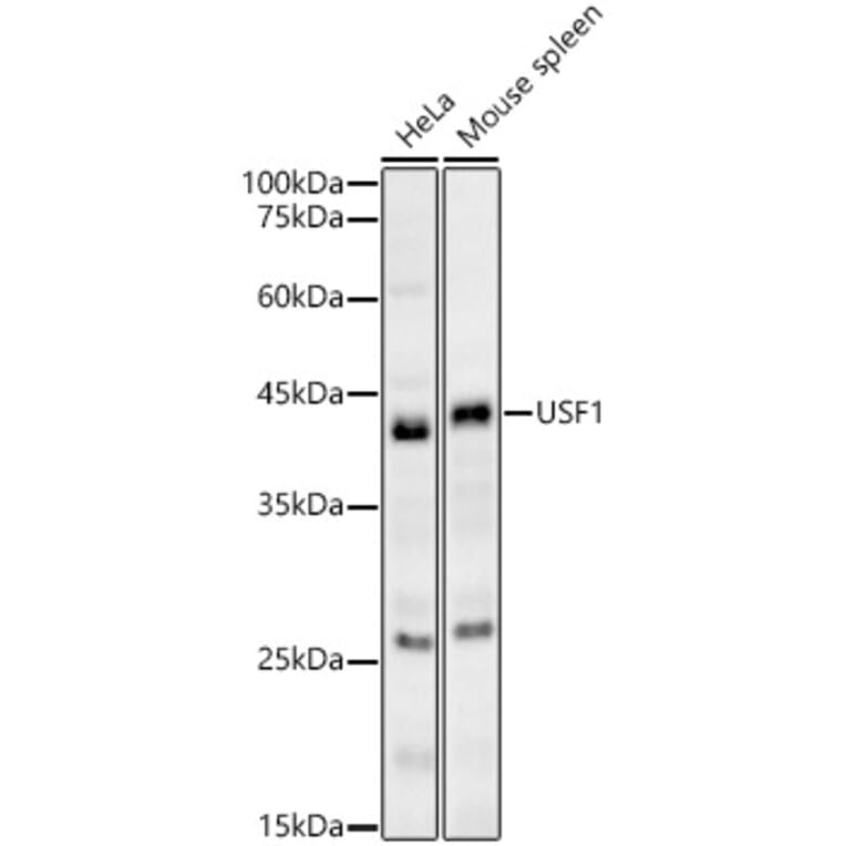 Western Blot - Anti-USF1 Antibody (A89772) - Antibodies.com