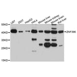 Western Blot - Anti-ZNF396 Antibody (A13836) - Antibodies.com