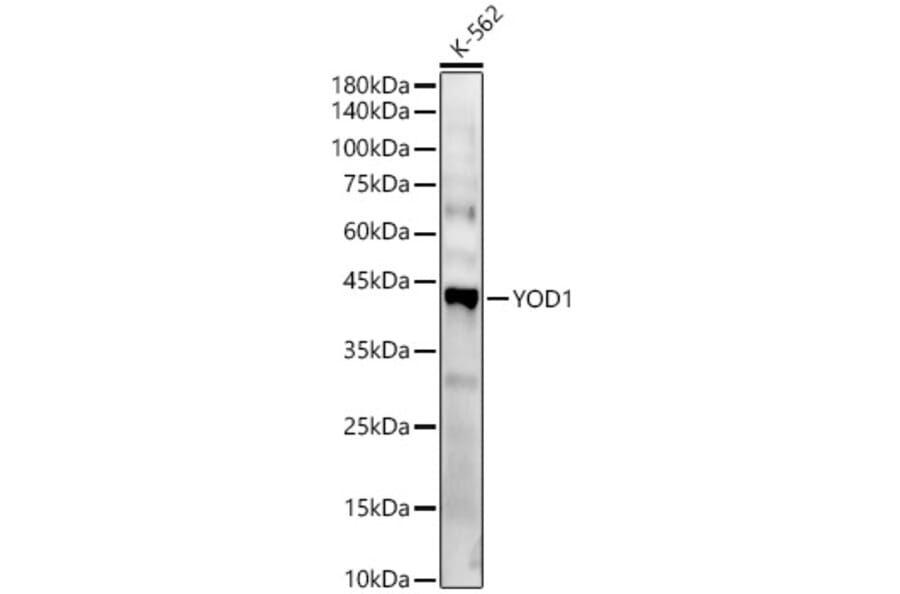 Western Blot - Anti-YOD1 Antibody (A89774) - Antibodies.com