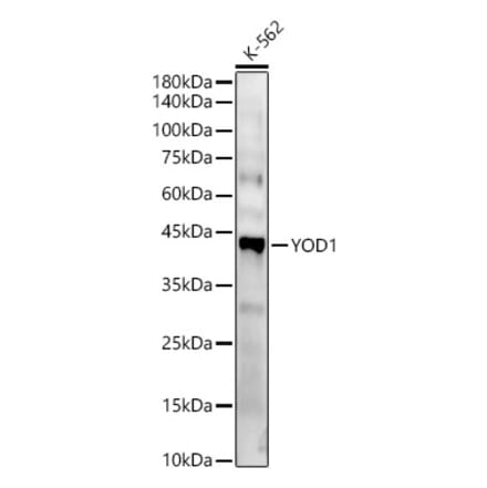 Western Blot - Anti-YOD1 Antibody (A89774) - Antibodies.com