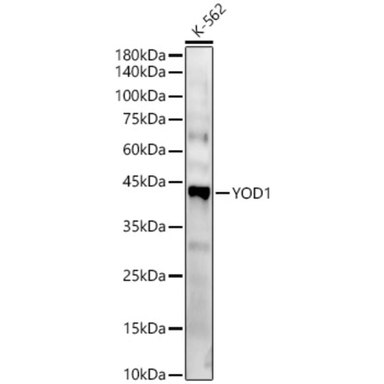 Western Blot - Anti-YOD1 Antibody (A89774) - Antibodies.com