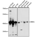 Western Blot - Anti-BRIX1 Antibody (A89775) - Antibodies.com