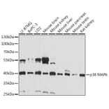 Western Blot - Anti-p38 alpha / MAPK14 Antibody (A89776) - Antibodies.com
