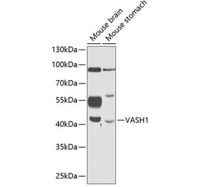 Western Blot - Anti-VASH1 Antibody (A89780) - Antibodies.com
