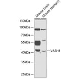 Western Blot - Anti-VASH1 Antibody (A89780) - Antibodies.com
