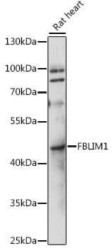 Western blot analysis of extracts of rat heart, using Anti-FBLIM1 Antibody (A15850) at 1:1,000 dilution.
Secondary antibody: Goat Anti-Rabbit IgG (H+L) (HRP) (AS014) at 1:10,000 dilution.
Lysates / proteins: 25µg per lane.
Blocking buffer: 3% non-fat dry milk in TBST.
Detection: ECL Basic Kit (RM00020).
Exposure time: 30s.