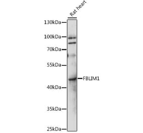 Western Blot - Anti-Migfilin Antibody (A89783) - Antibodies.com