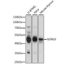 Western Blot - Anti-NDRG3 Antibody (A89784) - Antibodies.com