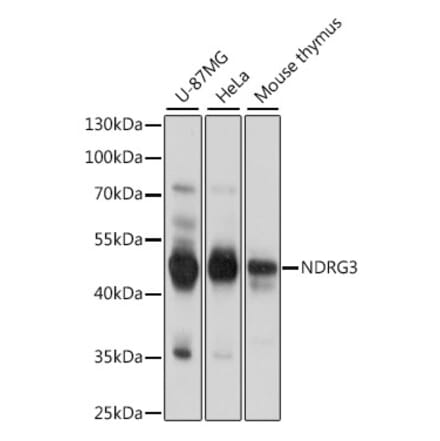 Western Blot - Anti-NDRG3 Antibody (A89784) - Antibodies.com