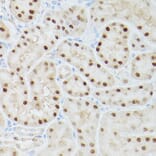 Immunohistochemistry - Anti-ADK Antibody (A89787) - Antibodies.com