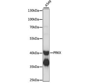Western Blot - Anti-PRKX Antibody (A89788) - Antibodies.com