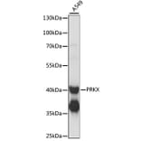 Western Blot - Anti-PRKX Antibody (A89788) - Antibodies.com