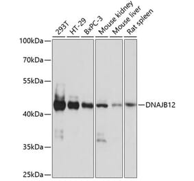 Western Blot - Anti-DNAJB12 Antibody (A89789) - Antibodies.com