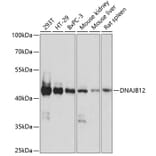 Western Blot - Anti-DNAJB12 Antibody (A89789) - Antibodies.com