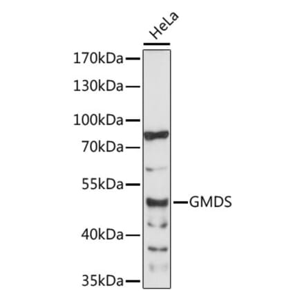 Western Blot - Anti-GMDS Antibody (A89796) - Antibodies.com