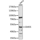 Western Blot - Anti-GMDS Antibody (A89796) - Antibodies.com