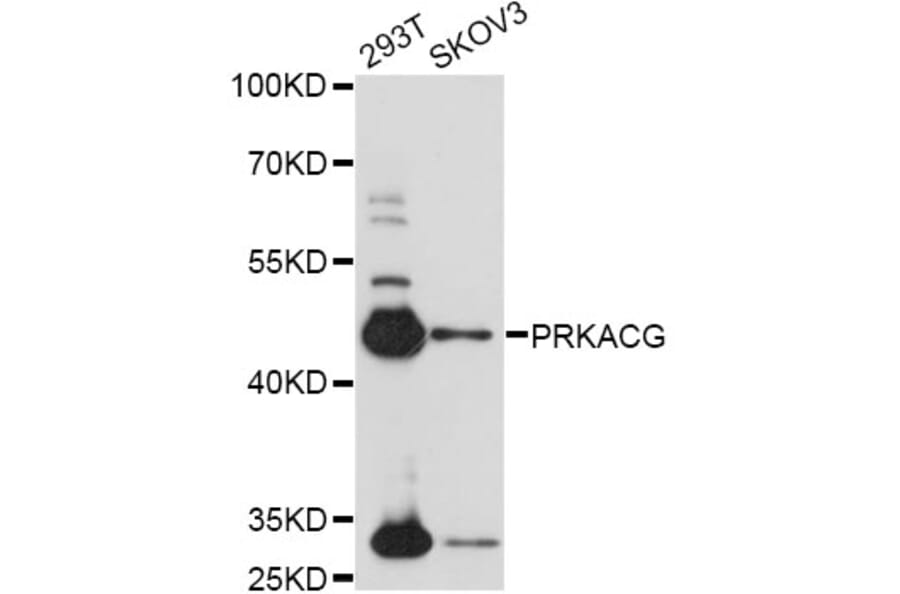 Western Blot - Anti-PRKACG Antibody (A14552) - Antibodies.com