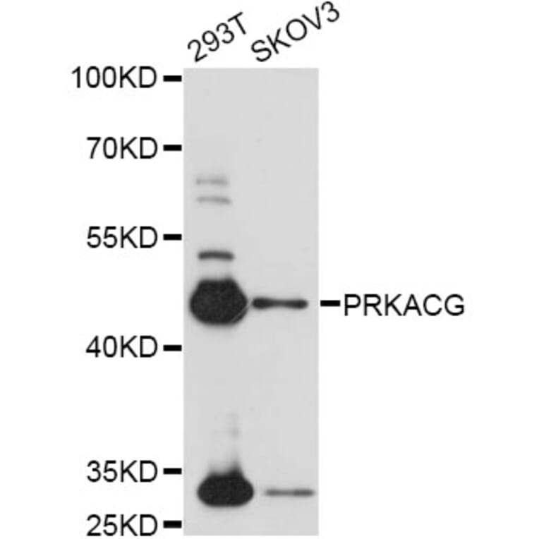 Western Blot - Anti-PRKACG Antibody (A14552) - Antibodies.com