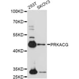 Western Blot - Anti-PRKACG Antibody (A14552) - Antibodies.com