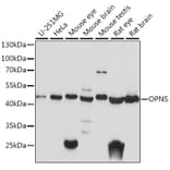 Western Blot - Anti-OPN5 Antibody (A89801) - Antibodies.com