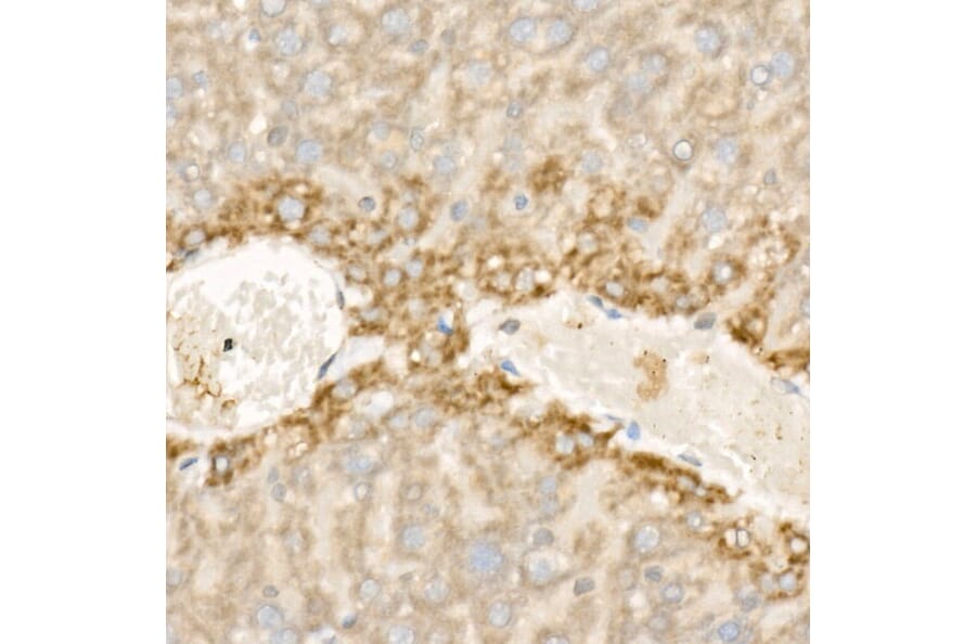 Immunohistochemistry - Anti-Wnt5a Antibody (A89803) - Antibodies.com