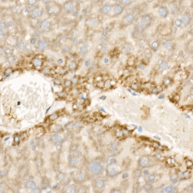 Immunohistochemistry - Anti-Wnt5a Antibody (A89803) - Antibodies.com