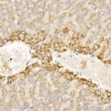 Immunohistochemistry - Anti-Wnt5a Antibody (A89803) - Antibodies.com