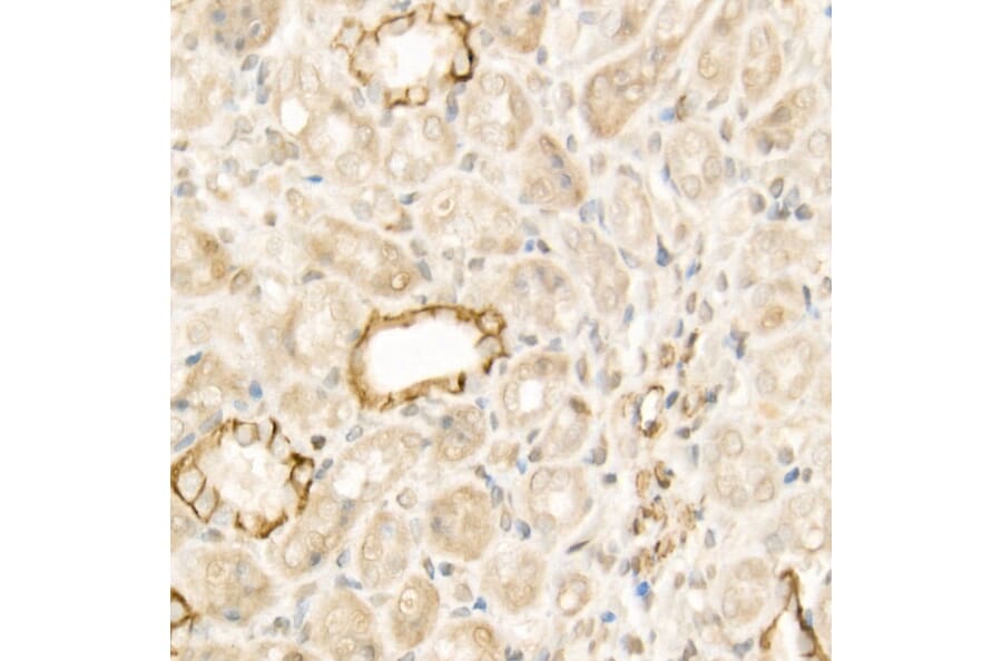 Immunohistochemistry - Anti-Wnt5a Antibody (A89803) - Antibodies.com