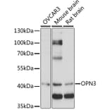 Western Blot - Anti-OPN3 Antibody (A89805) - Antibodies.com