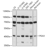 Western Blot - Anti-PGA3 Antibody (A89807) - Antibodies.com