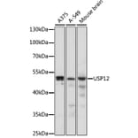 Western Blot - Anti-USP12 Antibody (A89808) - Antibodies.com