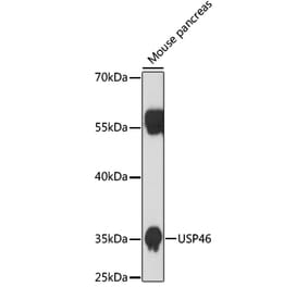 Western Blot - Anti-USP46 Antibody (A89809) - Antibodies.com