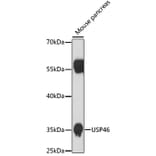 Western Blot - Anti-USP46 Antibody (A89809) - Antibodies.com