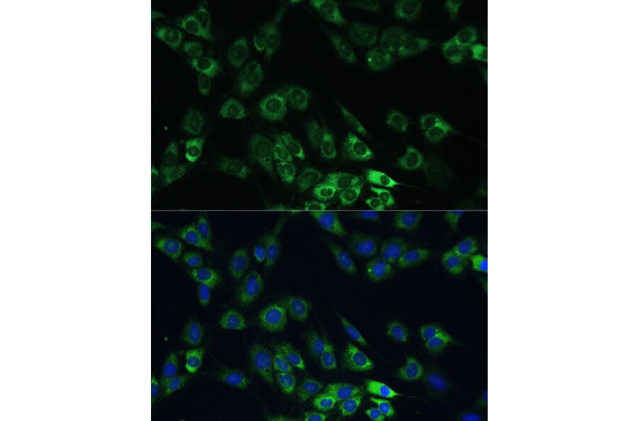 Immunofluorescence - Anti-USP46 Antibody (A89809) - Antibodies.com