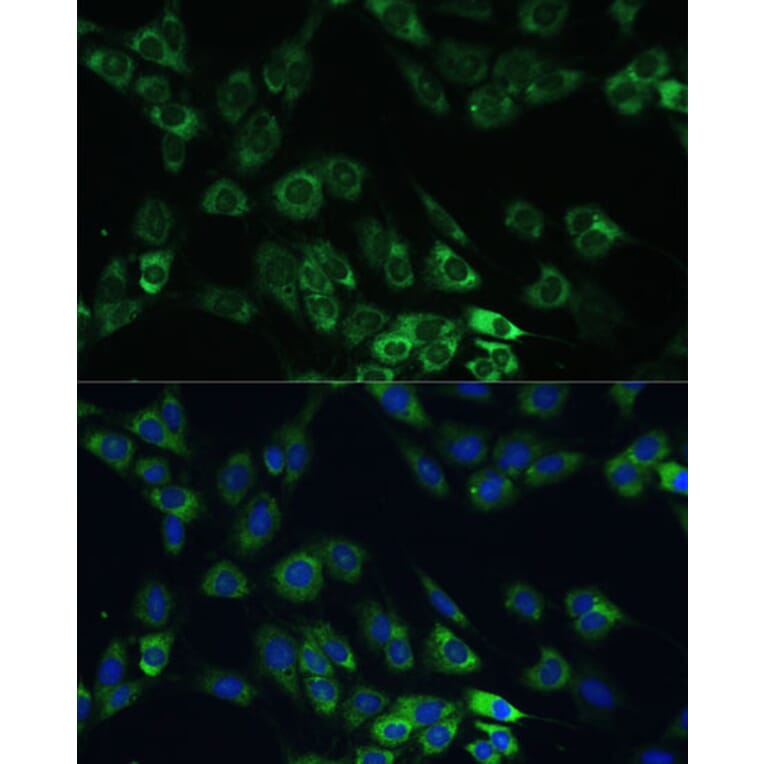 Immunofluorescence - Anti-USP46 Antibody (A89809) - Antibodies.com