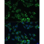 Immunofluorescence - Anti-USP46 Antibody (A89809) - Antibodies.com