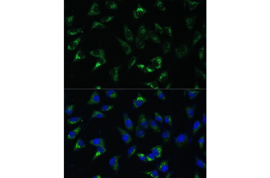Immunofluorescence - Anti-USP46 Antibody (A89809) - Antibodies.com