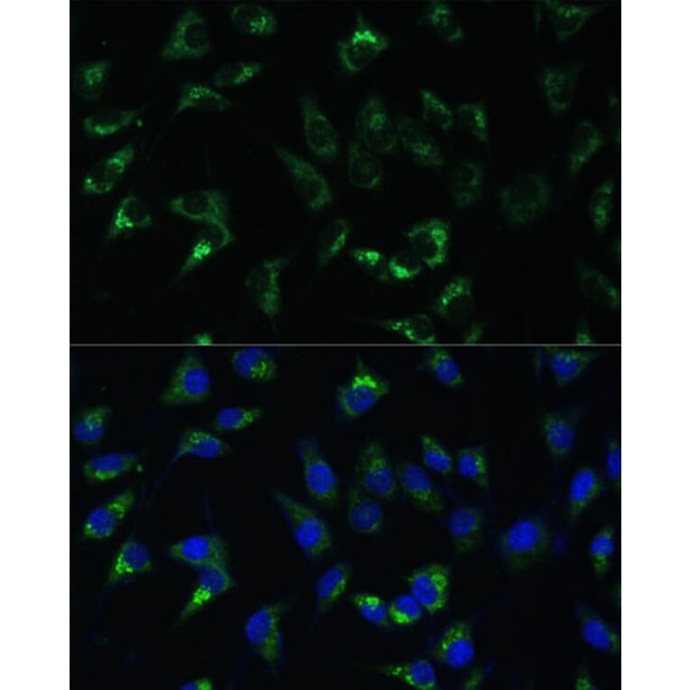 Immunofluorescence - Anti-USP46 Antibody (A89809) - Antibodies.com