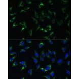 Immunofluorescence - Anti-USP46 Antibody (A89809) - Antibodies.com