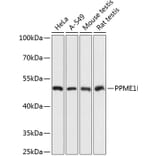 Western Blot - Anti-PME-1 Antibody (A89815) - Antibodies.com