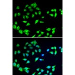 Immunofluorescence - Anti-ARFGAP1 Antibody (A12595) - Antibodies.com