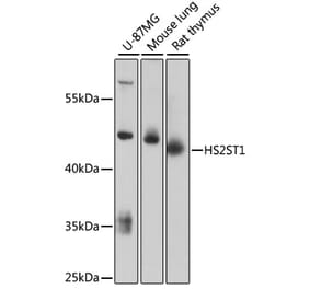 Western Blot - Anti-HS2ST1 Antibody (A89817) - Antibodies.com