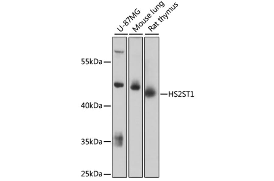 Western Blot - Anti-HS2ST1 Antibody (A89817) - Antibodies.com