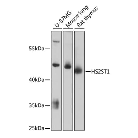 Western Blot - Anti-HS2ST1 Antibody (A89817) - Antibodies.com