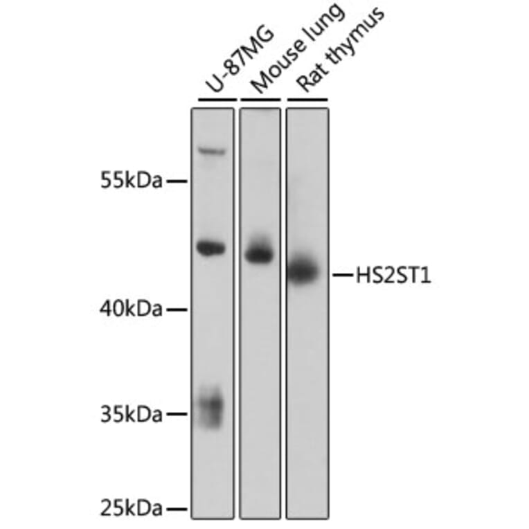 Western Blot - Anti-HS2ST1 Antibody (A89817) - Antibodies.com