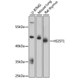 Western Blot - Anti-HS2ST1 Antibody (A89817) - Antibodies.com