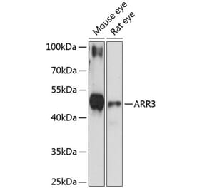 Western Blot - Anti-Arrestin C Antibody (A89818) - Antibodies.com