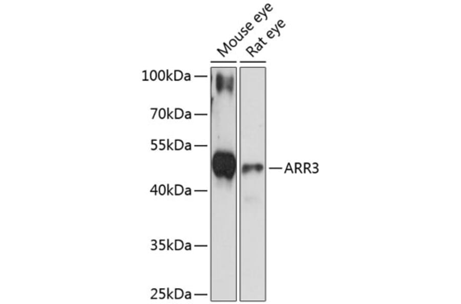 Western Blot - Anti-Arrestin C Antibody (A89818) - Antibodies.com