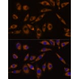 Immunofluorescence - Anti-GNAQ Antibody (A89819) - Antibodies.com