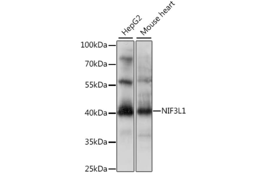 Western Blot - Anti-NIF3L1 Antibody (A15879) - Antibodies.com